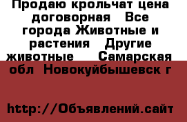 Продаю крольчат цена договорная - Все города Животные и растения » Другие животные   . Самарская обл.,Новокуйбышевск г.